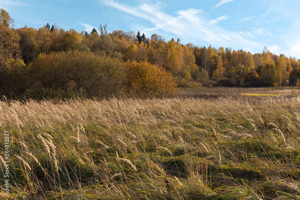Natural landscape. The edge of the meadow and the forest. Golden autumn, Sunny day, yellowed grass and trees. Feathery clouds in the blue sky. Natural landscape. The edge of the meadow and the forest. Golden autumn, Sunny day, yellowed grass and trees. Feathery clouds in the blue sky.