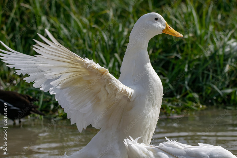 White pekin ducks (also known as Aylesbury or Long Island ducks) flapping and spreading wings