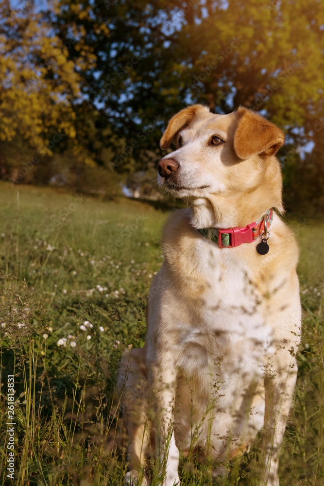 PORTRAIT SENIOR ELDERLY DOG LOOKING HEAD SIDE ON GREEN NATURAL GRASS.