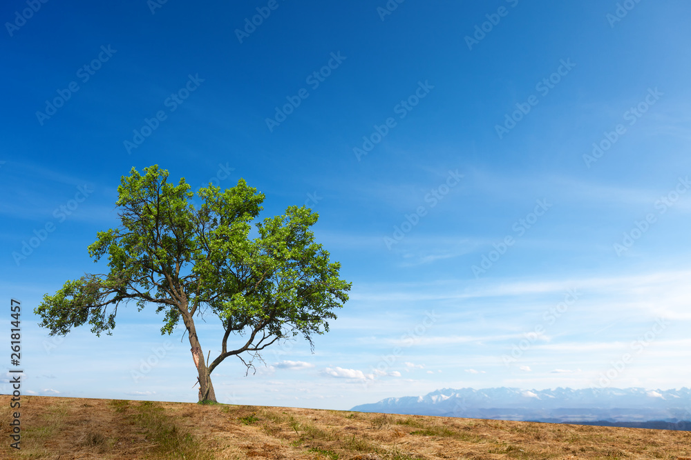 One tree on the hill. In the background of the mountains One tree on the hill. In the background of the mountains