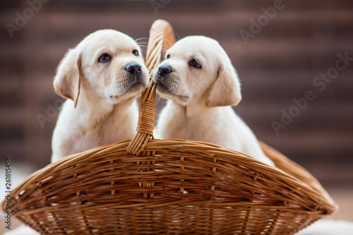 cute little puppies	