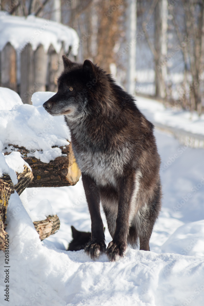 Naklejka premium Cute black canadian wolf is standing on a white snow. Canis lupus pambasileus.