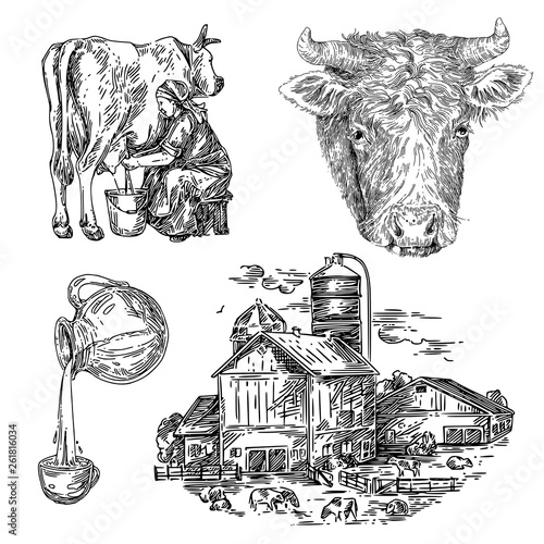 Dairy farm set. Cow's head, milking, jug of milk, building. Sketch. Engraving style. Vector illustration.