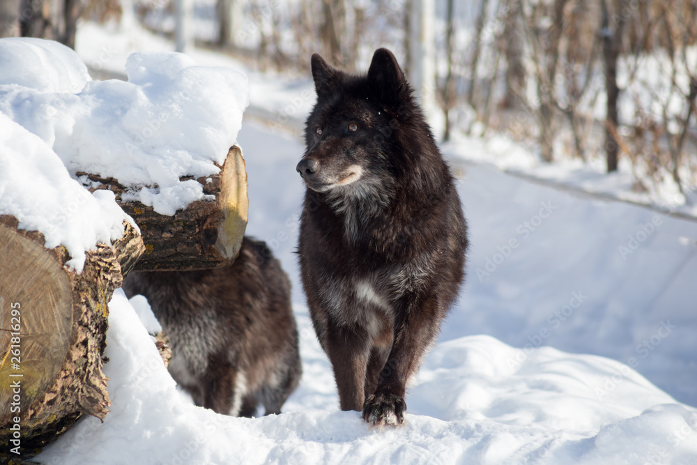 Wild black canadian wolf is standing on a white snow. Canis lupus pambasileus. Wild black canadian wolf is standing on a white snow. Canis lupus pambasileus.