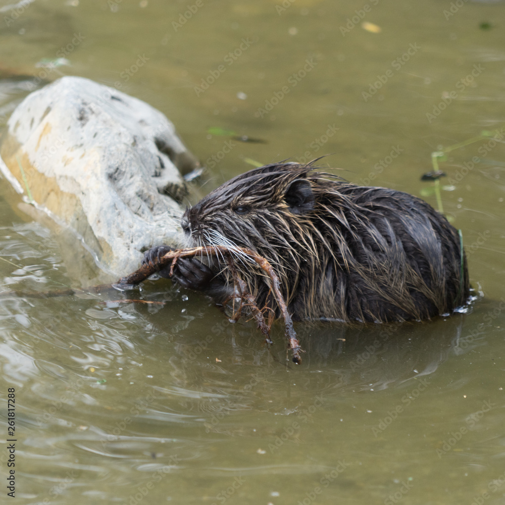Nutria / Biberratte (Myocastor coypus) im Wasser Nutria / Biberratte (Myocastor coypus) im Wasser