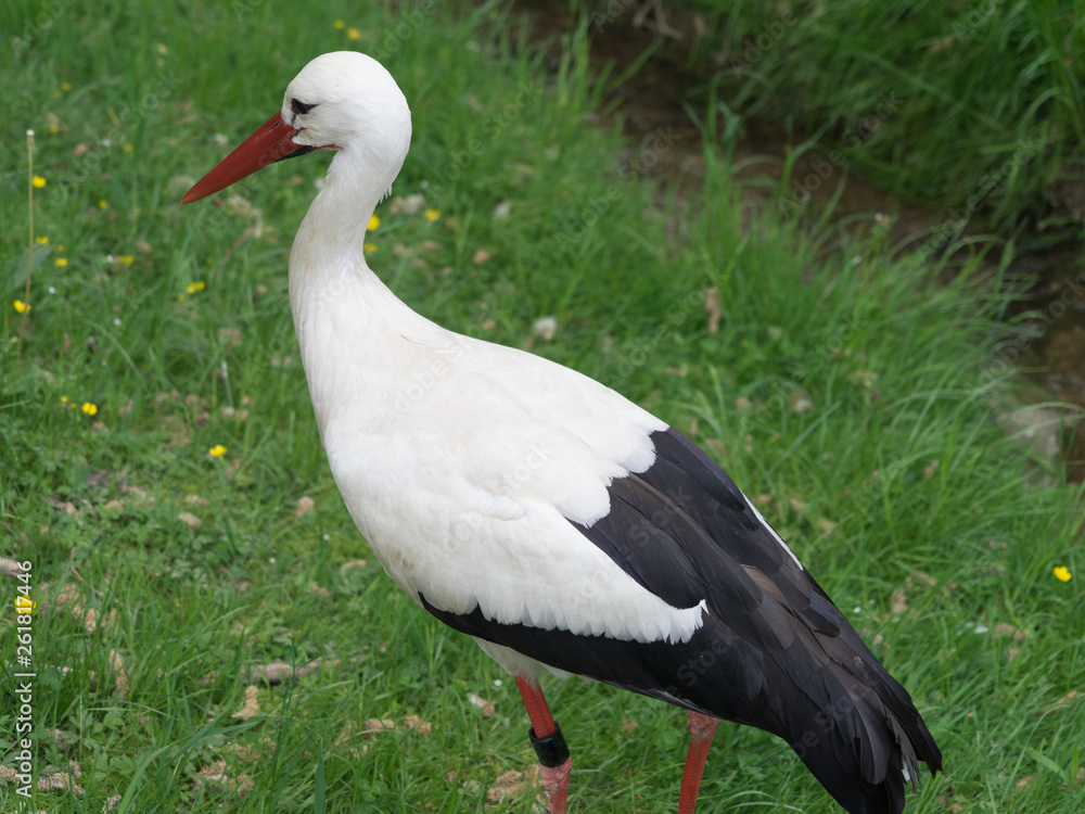 Fototapeta premium Weißstorch (Ciconia ciconia) im Grünen