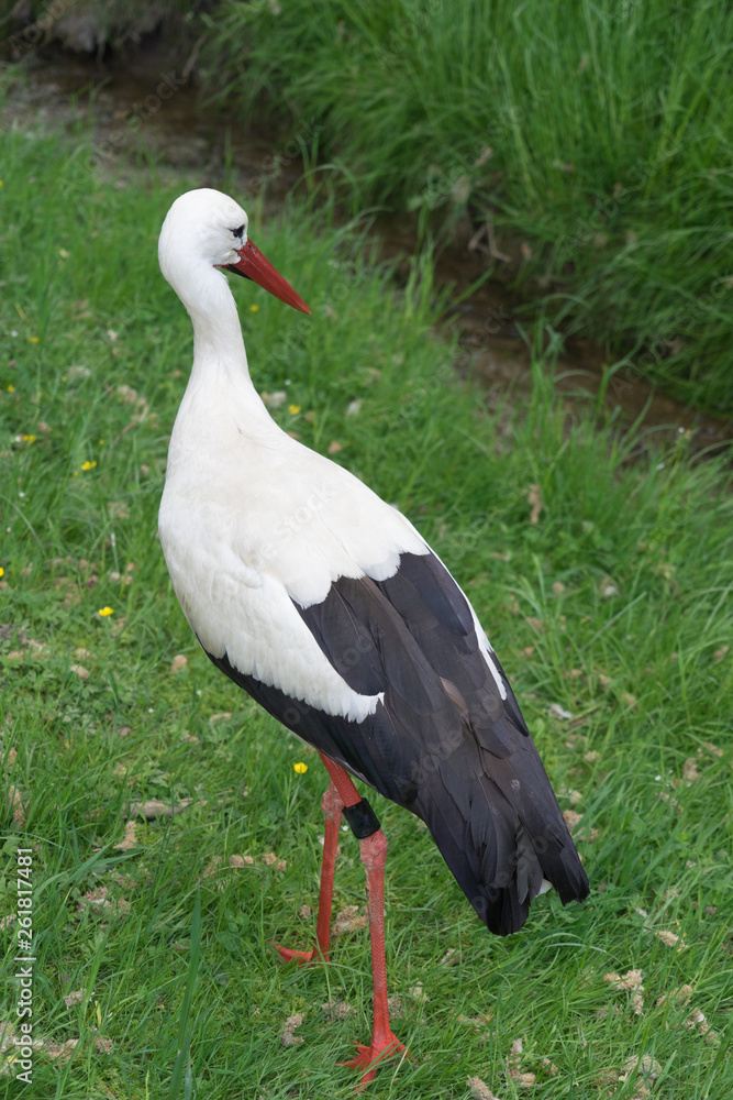 Fototapeta premium Weißstorch (Ciconia ciconia) im Grünen