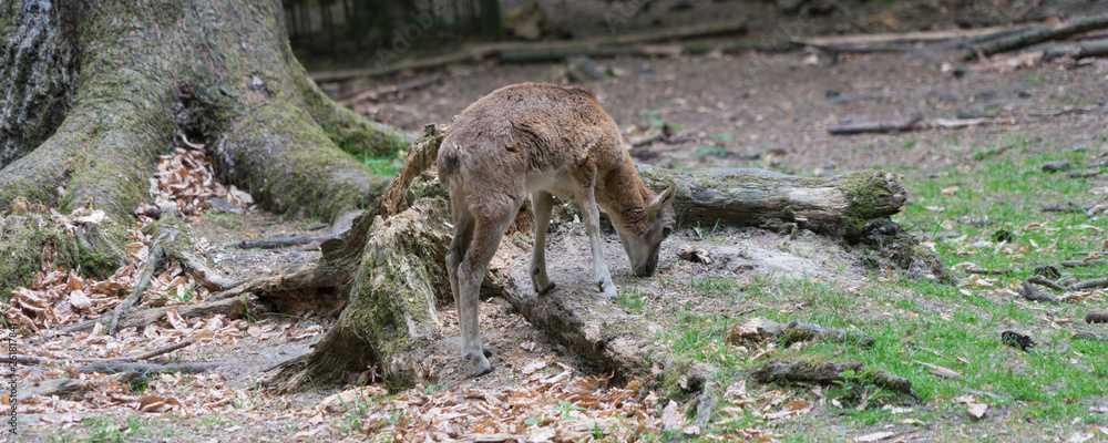 Fototapeta premium Hirschkalb im Wald