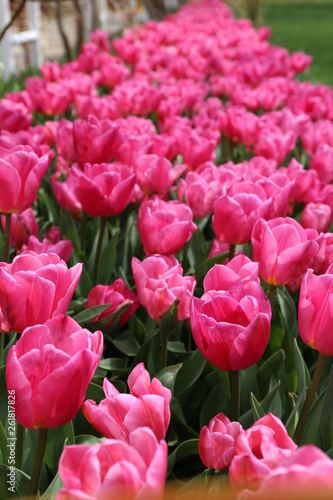 pink blossoming tulips with water drops in the spring April garden. Turkey tulip festival. Gulhine park  Istanbul