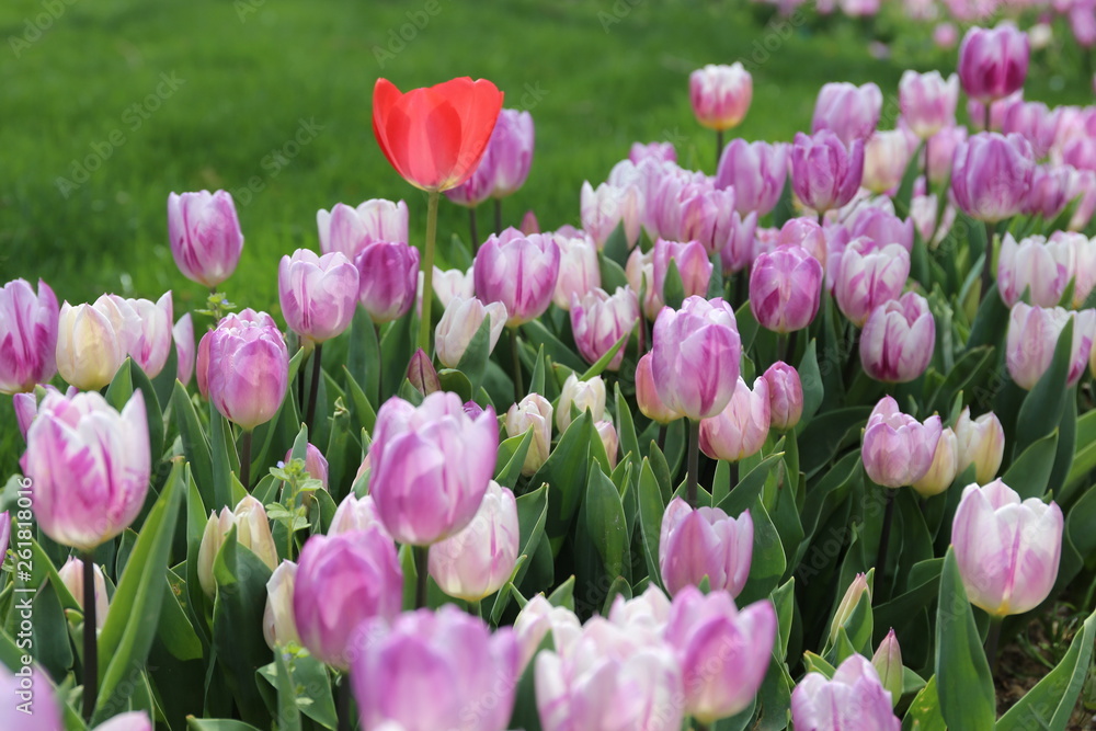 lilac blossoming tulips with water drops in the spring April garden. Turkey tulip festival. Gulhine park, Istanbul lilac blossoming tulips with water drops in the spring April garden. Turkey tulip festival. Gulhine park, Istanbul