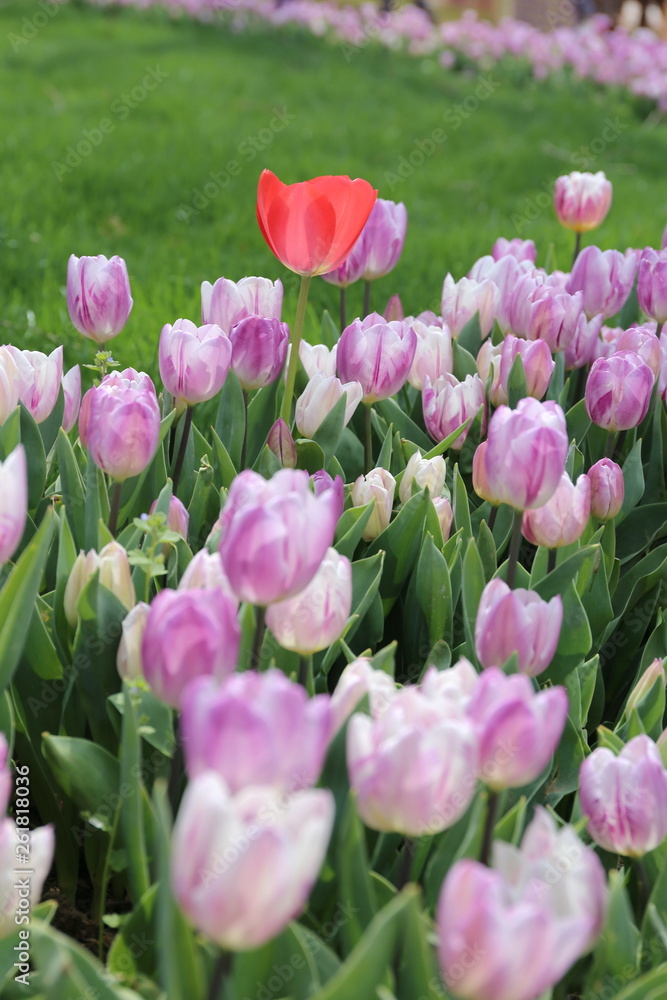 Obraz premium lilac blossoming tulips with water drops in the spring April garden. Turkey tulip festival. Gulhine park, Istanbul