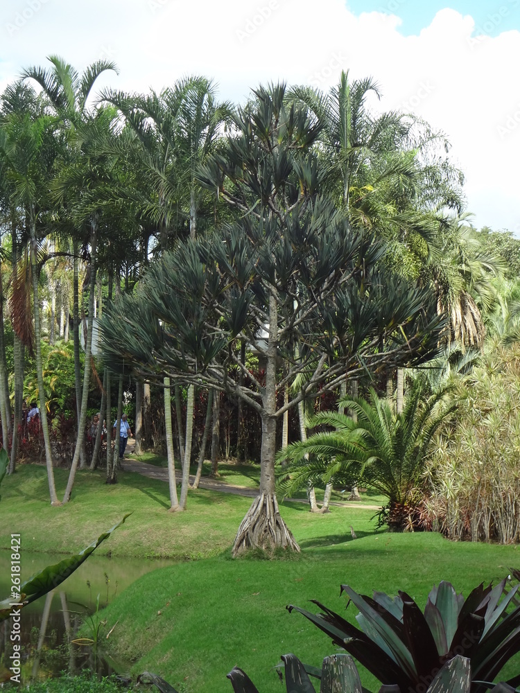 Fototapeta premium Plants and Gardens