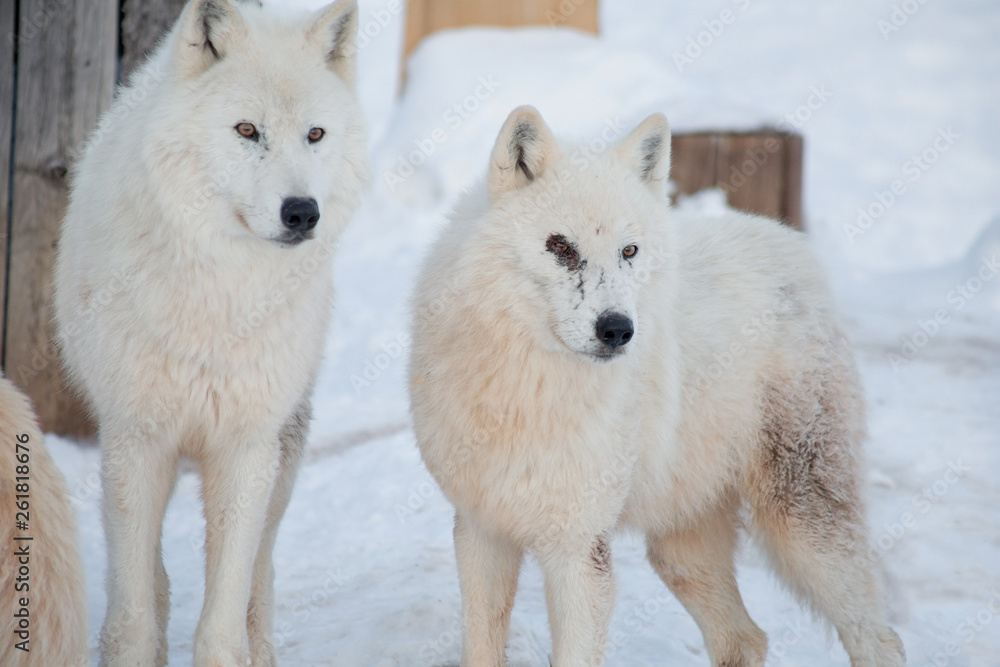 Obraz premium Two wild alaskan tundra wolves close up. Canis lupus arctos. Polar wolf or white wolf.