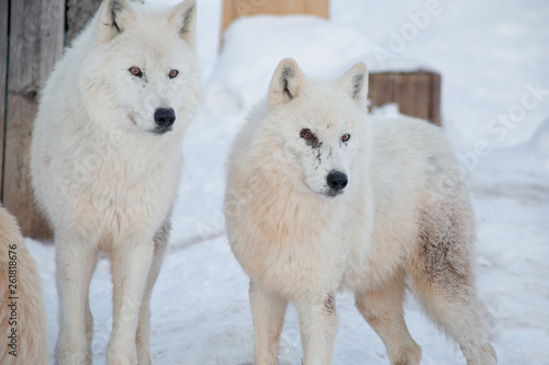 Two wild alaskan tundra wolves close up. Canis lupus arctos. Polar wolf or white wolf.