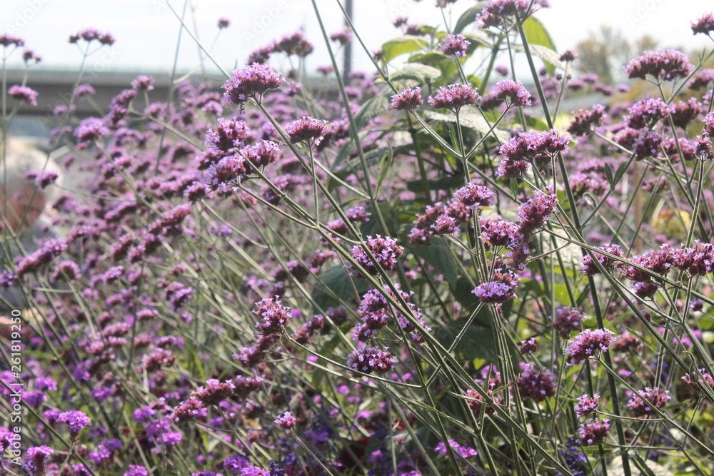 Obraz premium Blume, Natur, Pink, Garten, Garden, Frühling, Sommer, aufblühen, erblühen, lila, Feld, floral