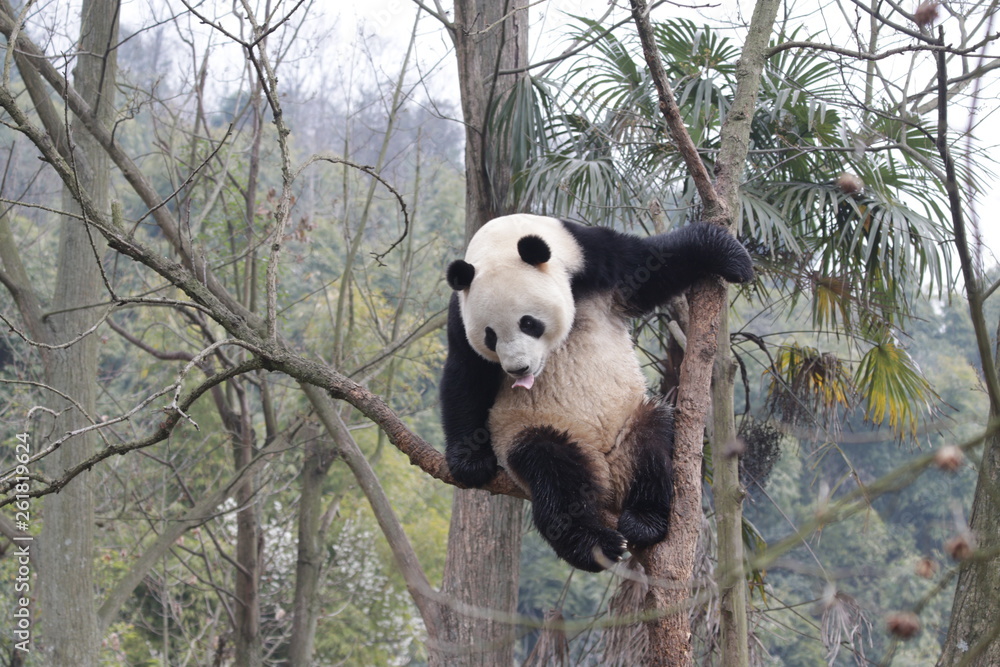 Fototapeta premium Playful Panda is Having Fun on the Tree, China
