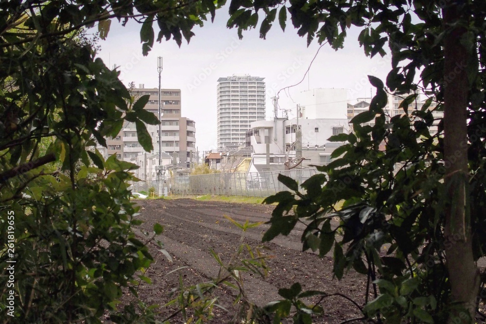 森の中から見える畑と街 森の中から見える畑と街