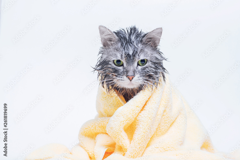 Just washed lovely fluffy cat with towel around his head on grey  background. Bath Towel by Dmitro Kirichay - Pixels