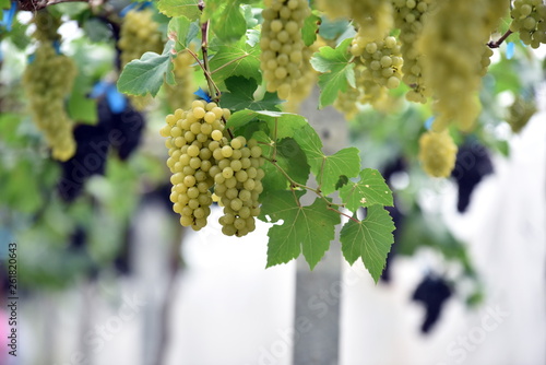 The fresh grapes on the farm are trees and fruit leaves from the vineyard near my house.	