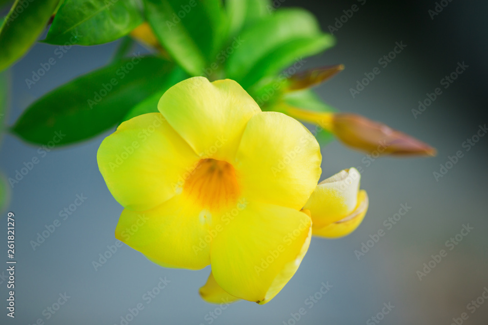 Fototapeta premium bright yellow flower on blured natere background