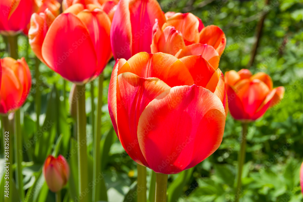 Beautiful bright red tulips Beautiful bright red tulips