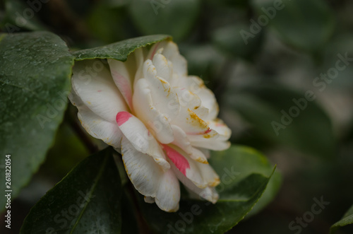 pink rose with water drops