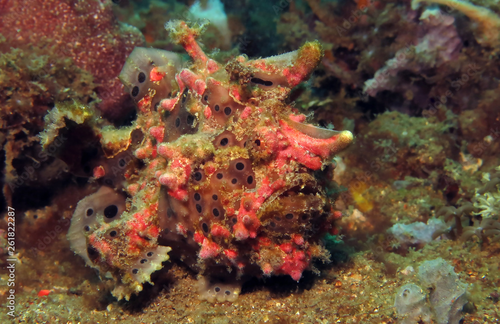 Fototapeta premium Underwater world - Warty frogfish - Antennarius maculatus. Bali, Tulamben, Indonesia.