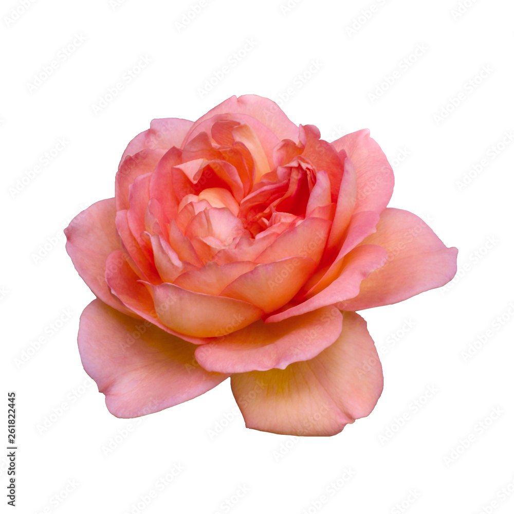Yellow rose flower top view isolated on white background, clipping path included Yellow rose flower top view isolated on white background, clipping path included