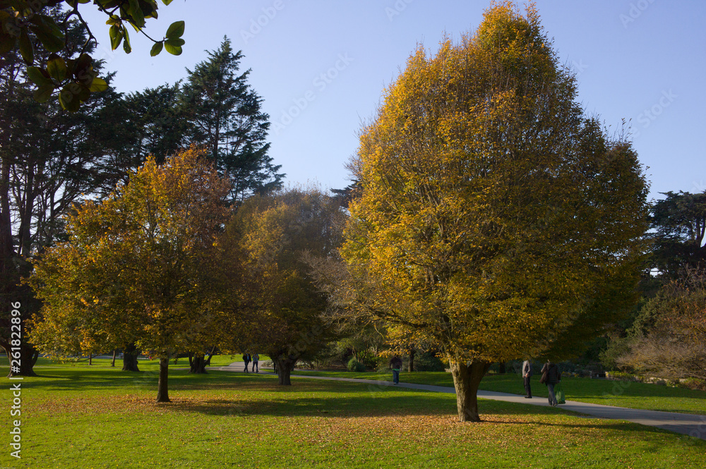 autumn foliages trees  in the park