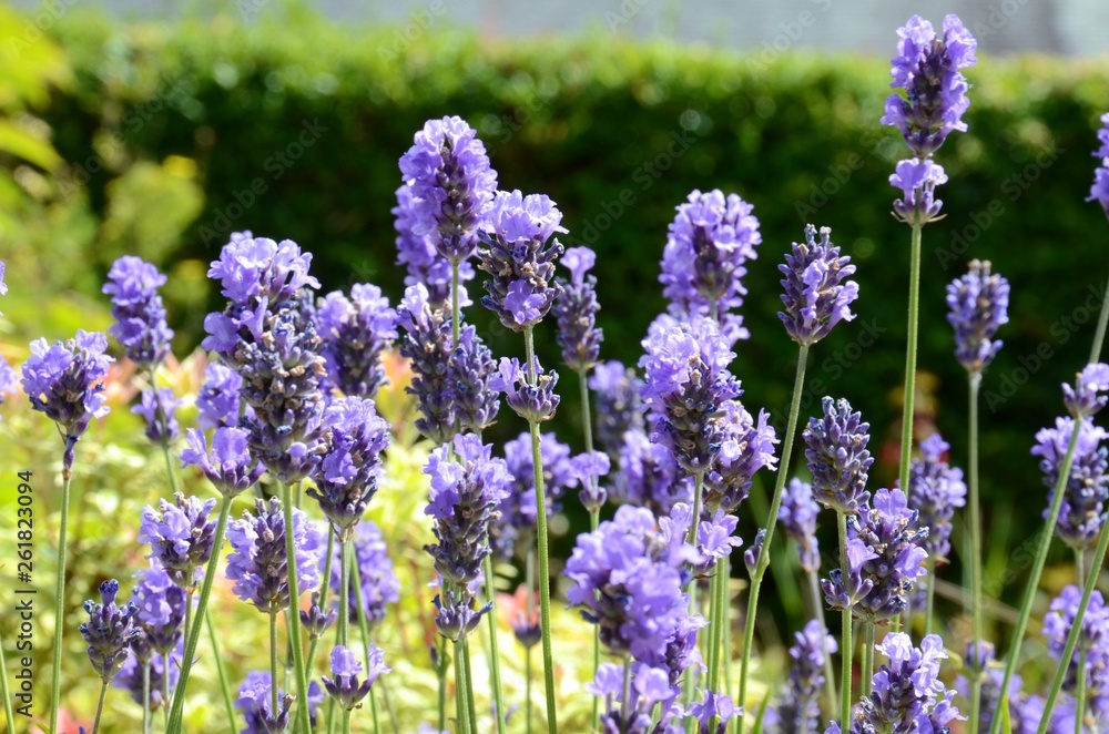 Obraz premium Beautiful purple lavender in a garden