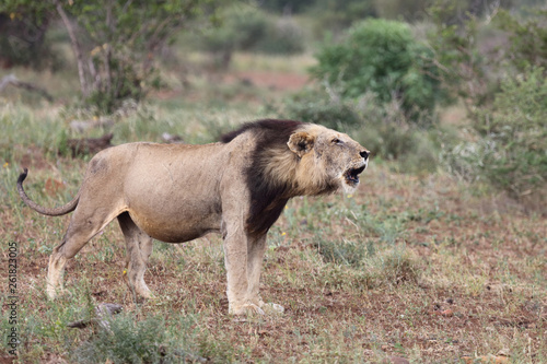Afrikanischer Löwe / African Lion / Panthera Leo. © Ludwig