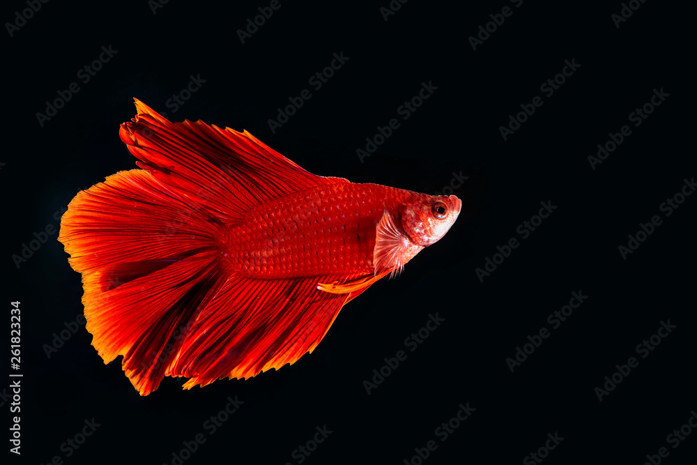 Beta Fish, Fighting Fish in watter