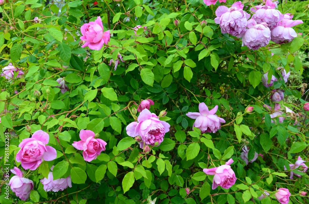 The Ingenious Mr Fairchild - a beautiful pink rose bush Stock Photo | Adobe  Stock