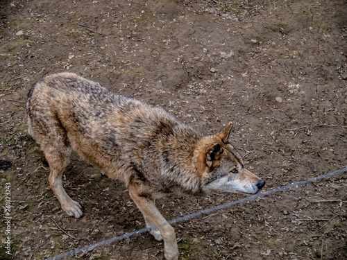 Grey Wolf  Canis lupus  moving slow behind fence - captive animal