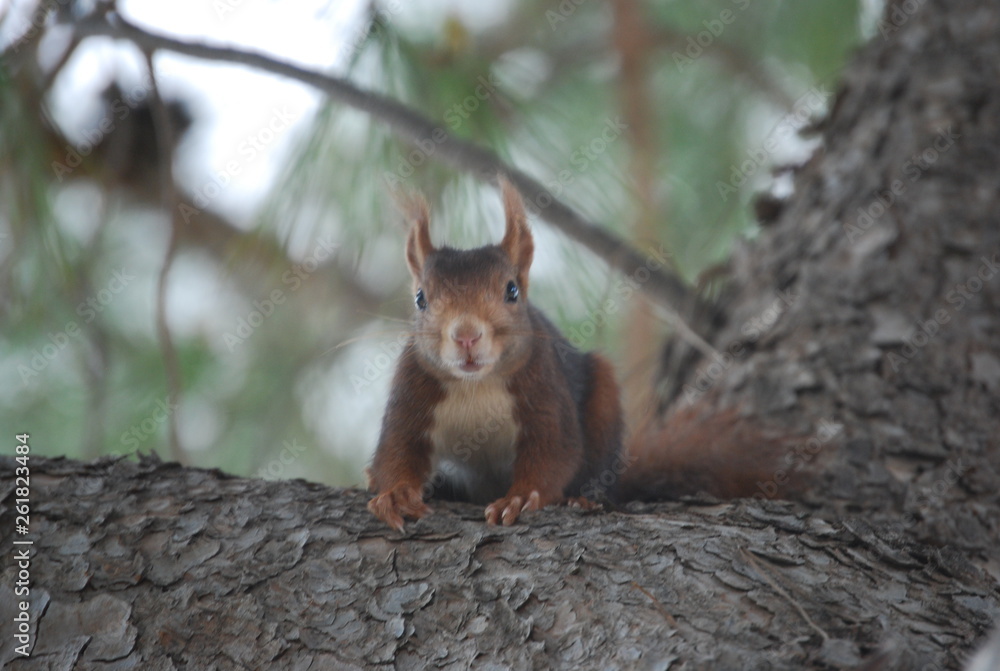 Red Spanish Squirrel Portrait Red Spanish Squirrel Portrait