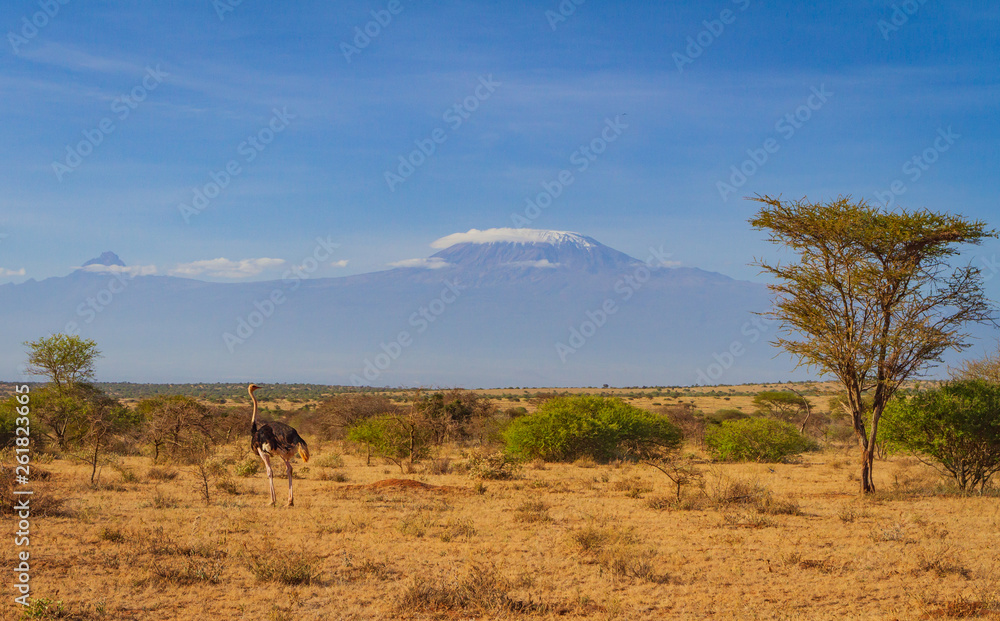 Obraz premium Ostrich 