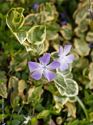 Vinca major 'Variegata' Grande Pervenche panachée couvre-sol photo