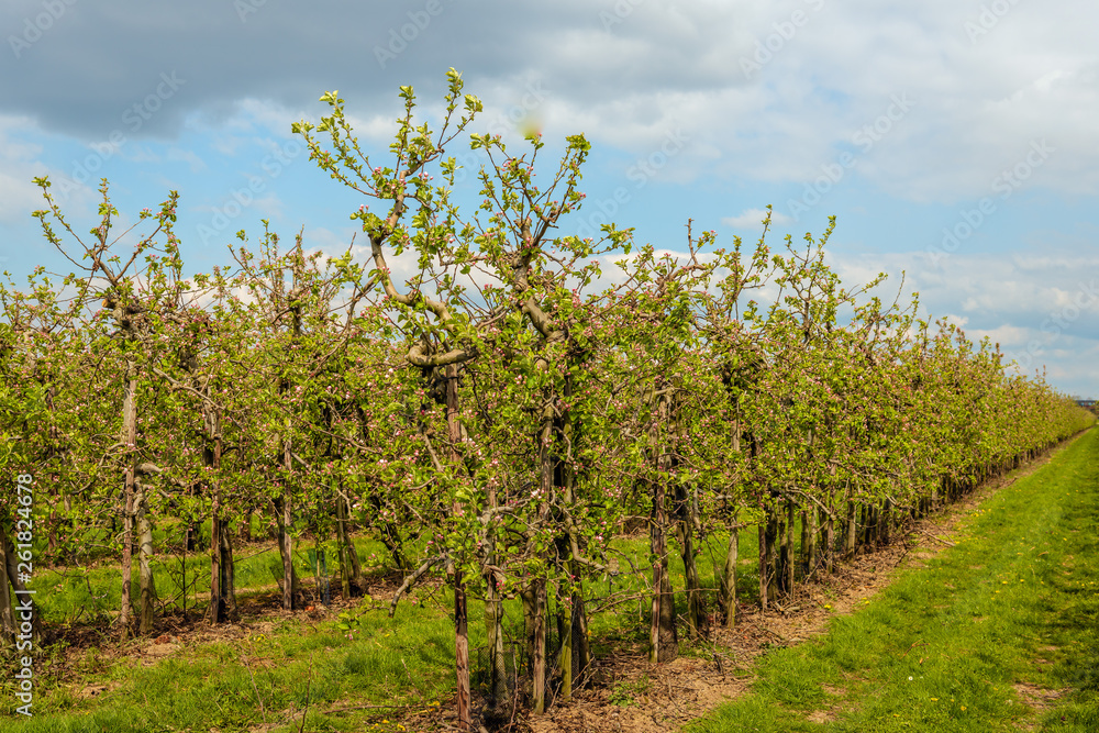 Low apple trees in a Dutch orchard in the spring season
