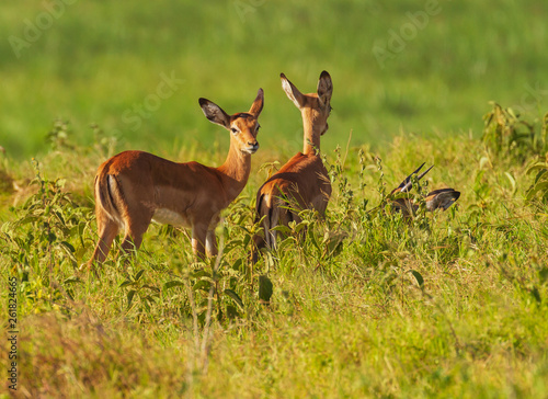 Two young impala calves  Aepyceros melampus  in bright green grass stand beside mother who is lying down  horns just visible. Amboseli National Park  Kenya  East Africa