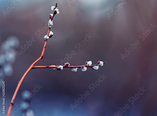 willow branches fluffy blossomed in the spring Sunny Park on Easter clean mor...