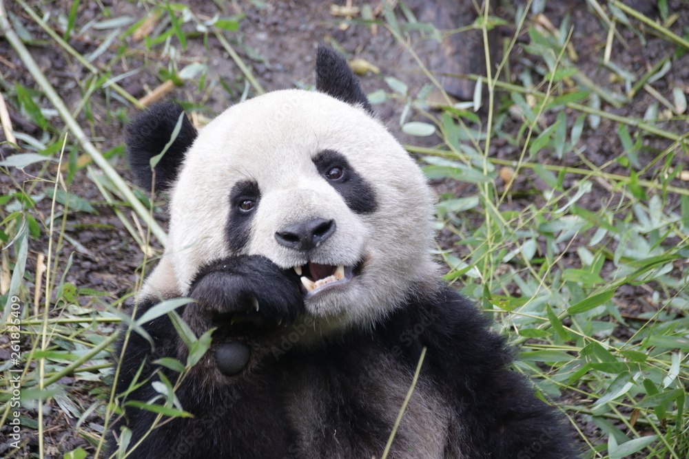 Fototapeta premium Happy Panda Eating Bamboo leaves
