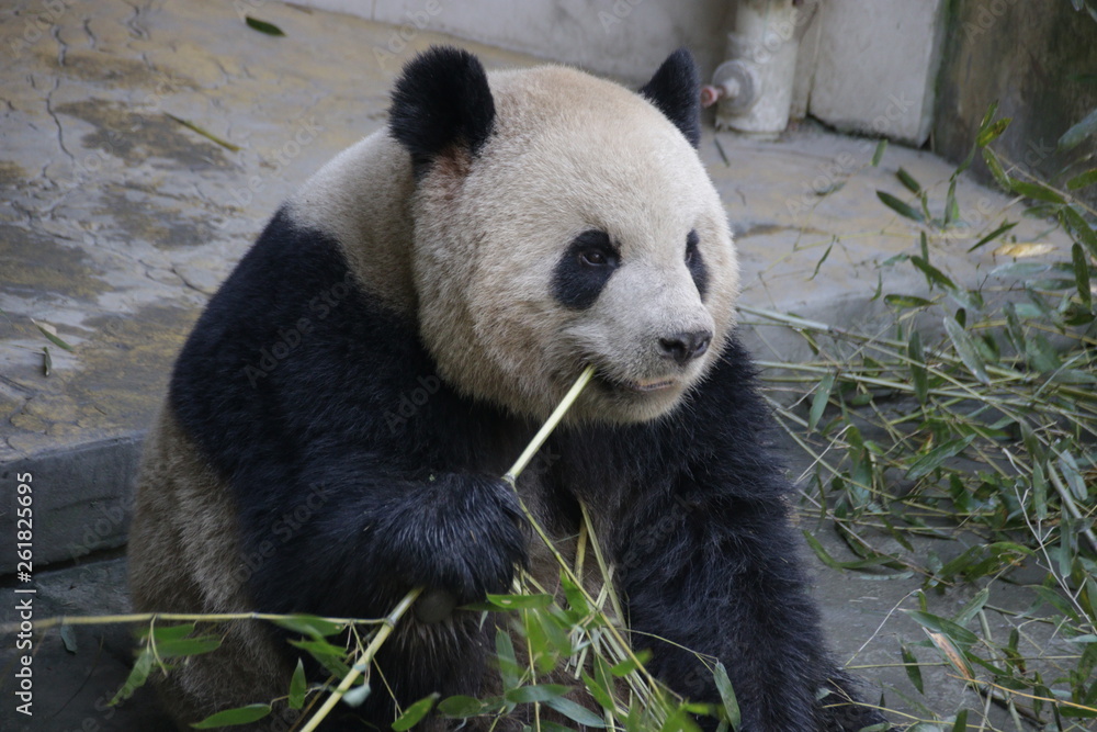 Fototapeta premium giant panda , Oreo, eating bamboo, China