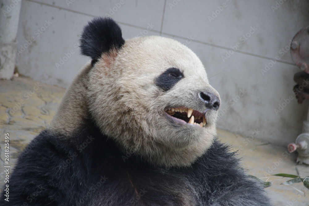 Fototapeta premium Funny Pose of Giant Panda Name Oreo, Panda Valley, China