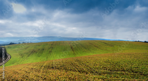 panoramic view of lines of young winter wheat shoots on big field with clouds sky