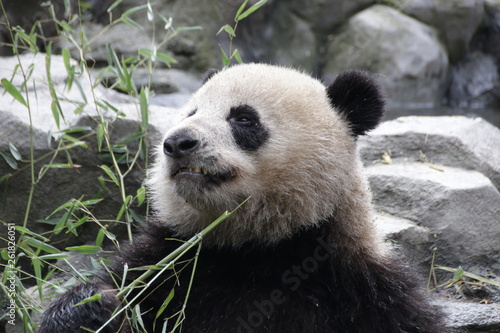 Fluffy Panda s face   Chengdu  China