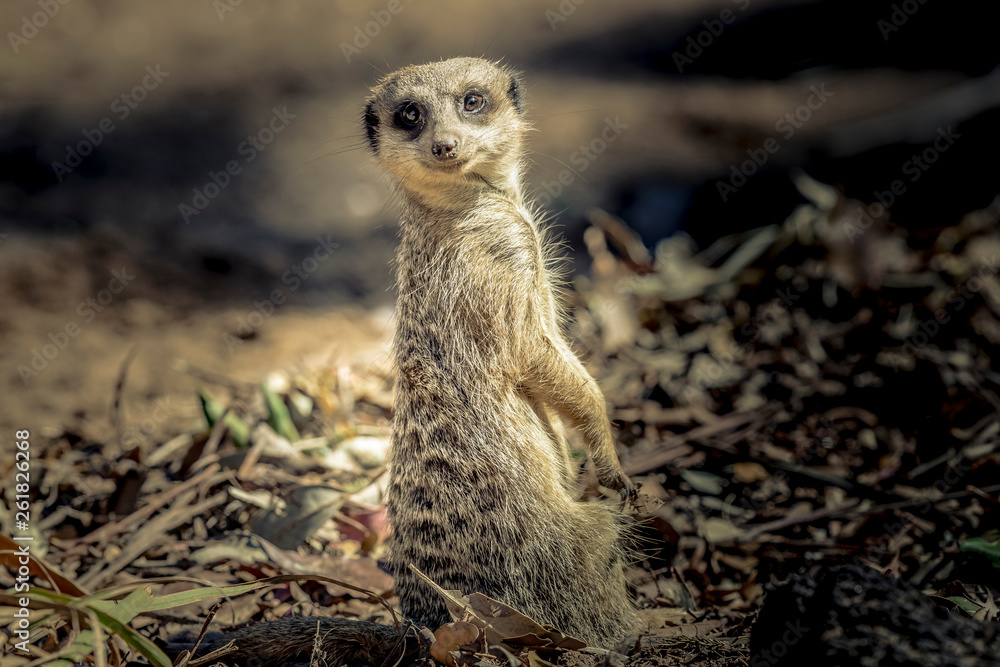 MeerKat hanging out in the sunshine. MeerKat hanging out in the sunshine.