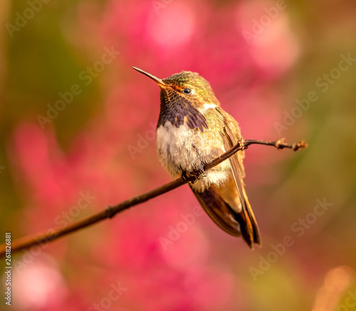 Volcao Hummingbird perched