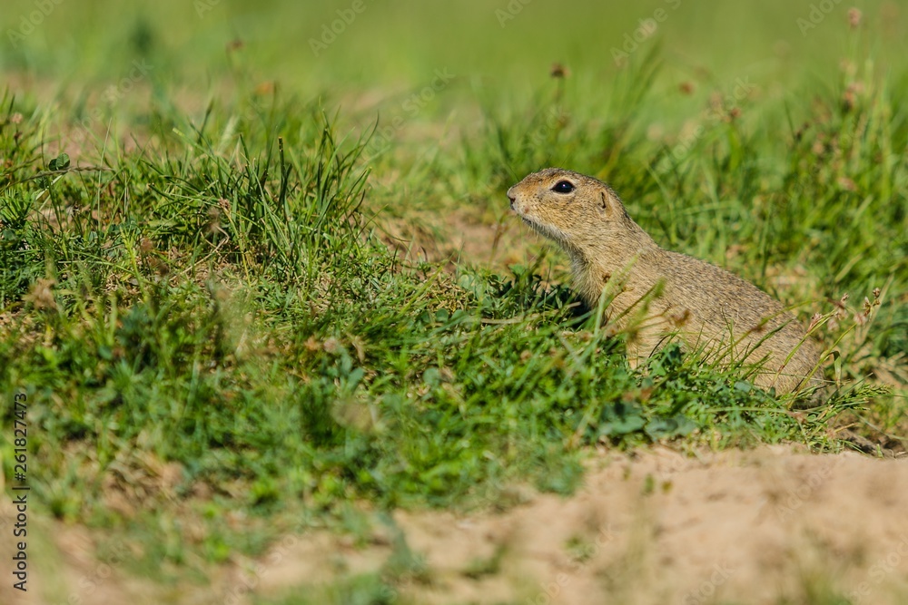 Small european ground squirrel, Spermophilus citellus, watching out being curious in green grass, a sunny spring day at a prairie Small european ground squirrel, Spermophilus citellus, watching out being curious in green grass, a sunny spring day at a prairie