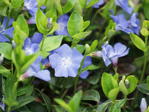 Vinca minor - Petite pervenche aux fleurs bleues sur des tiges rampantes photo