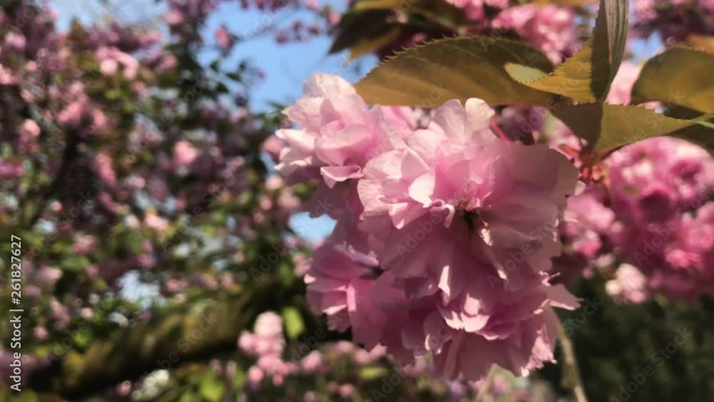 Kirschblüten Kirschblüten